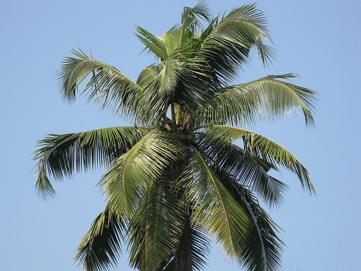 Corona de una palma de coco vista desde abajo contra un cielo azul claro.