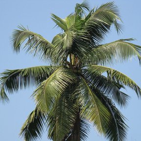 Corona de una palma de coco vista desde abajo contra un cielo azul claro.