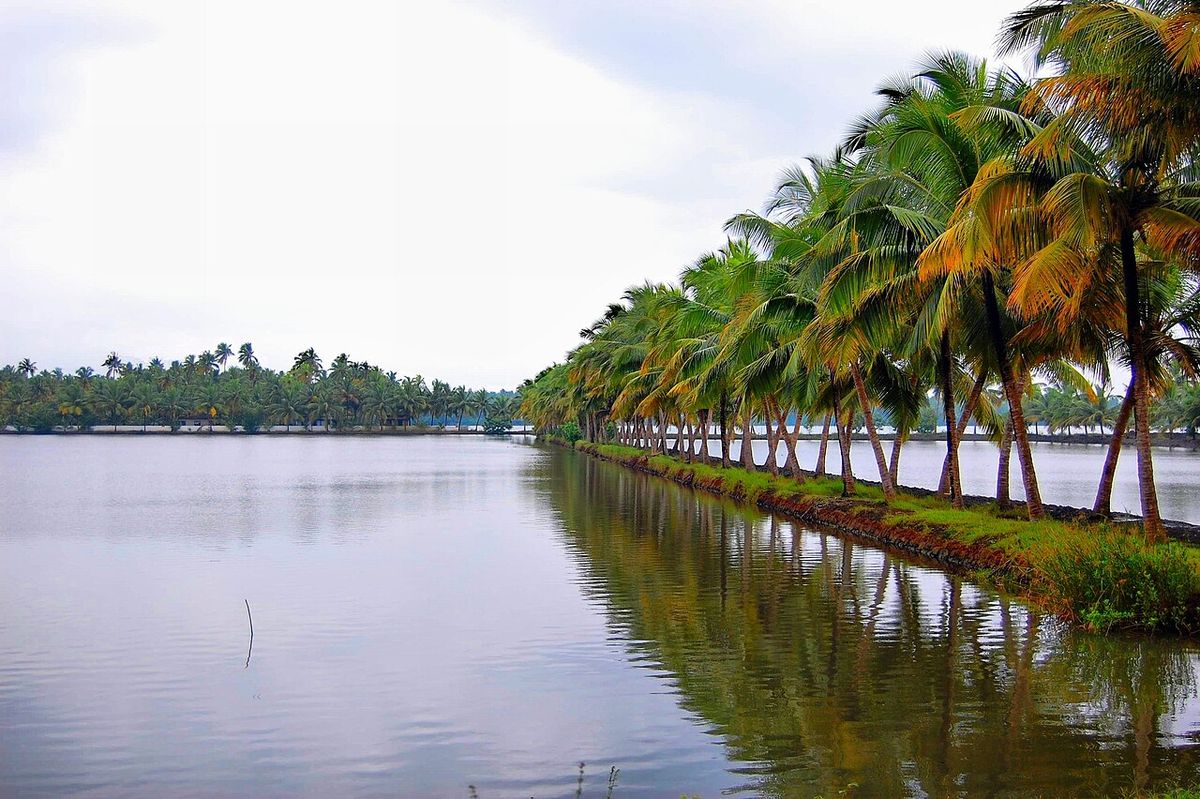 Hilera de palmas de coco a la orilla de un canal que refleja el cielo.
