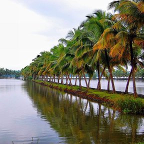 Hilera de palmas de coco a la orilla de un canal que refleja el cielo.