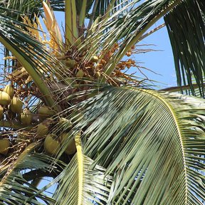 Cocos verdes agrupados bajo la corona de la palma, contra el cielo.
