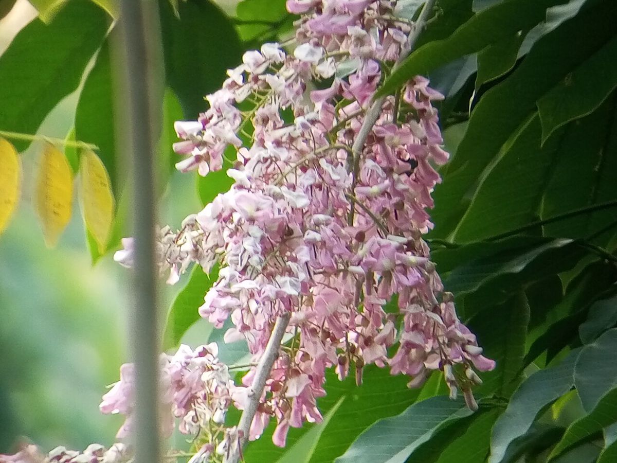 Racimo de flores rosa pálido de cocuite colgando junto a hojas verdes.