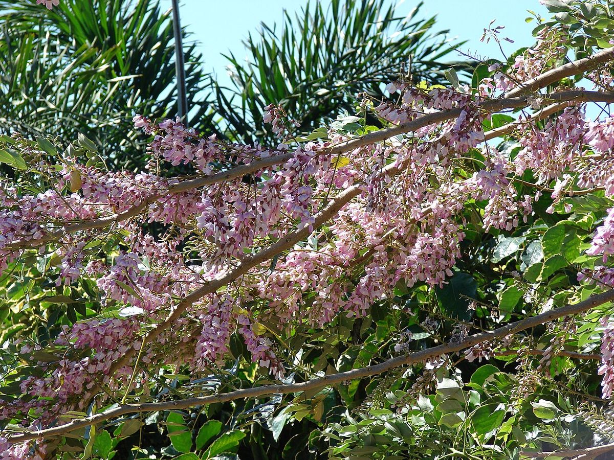 Rama de cocuite cubierta de flores rosas contra el follaje de un jardín.