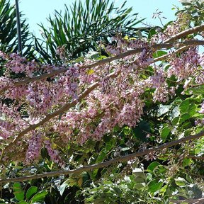 Rama de cocuite cubierta de flores rosas contra el follaje de un jardín.