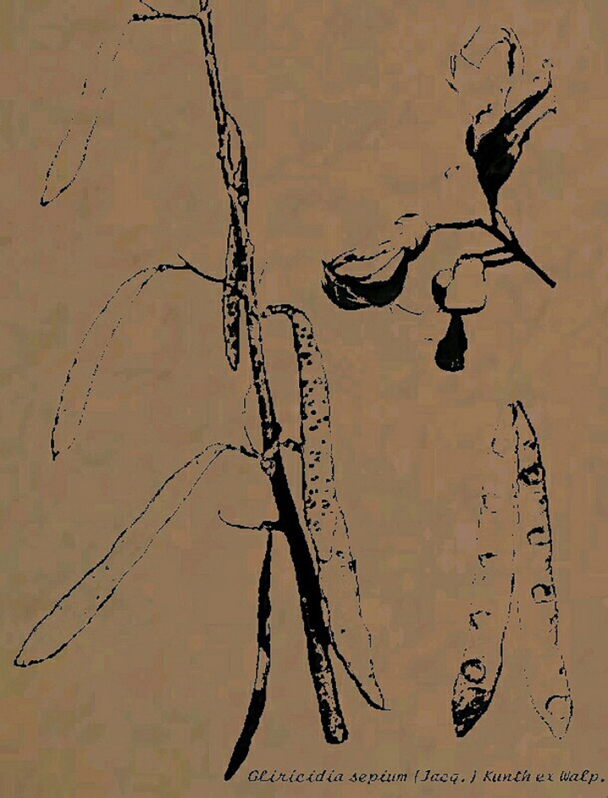 Dibujo a línea de una rama de cocuite con las vainas y las semillas.