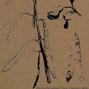 Dibujo a línea de una rama de cocuite con las vainas y las semillas.
