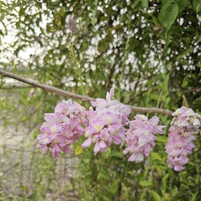 Flores rosas de cocuite abiertas sobre una rama delgada y sin hojas.