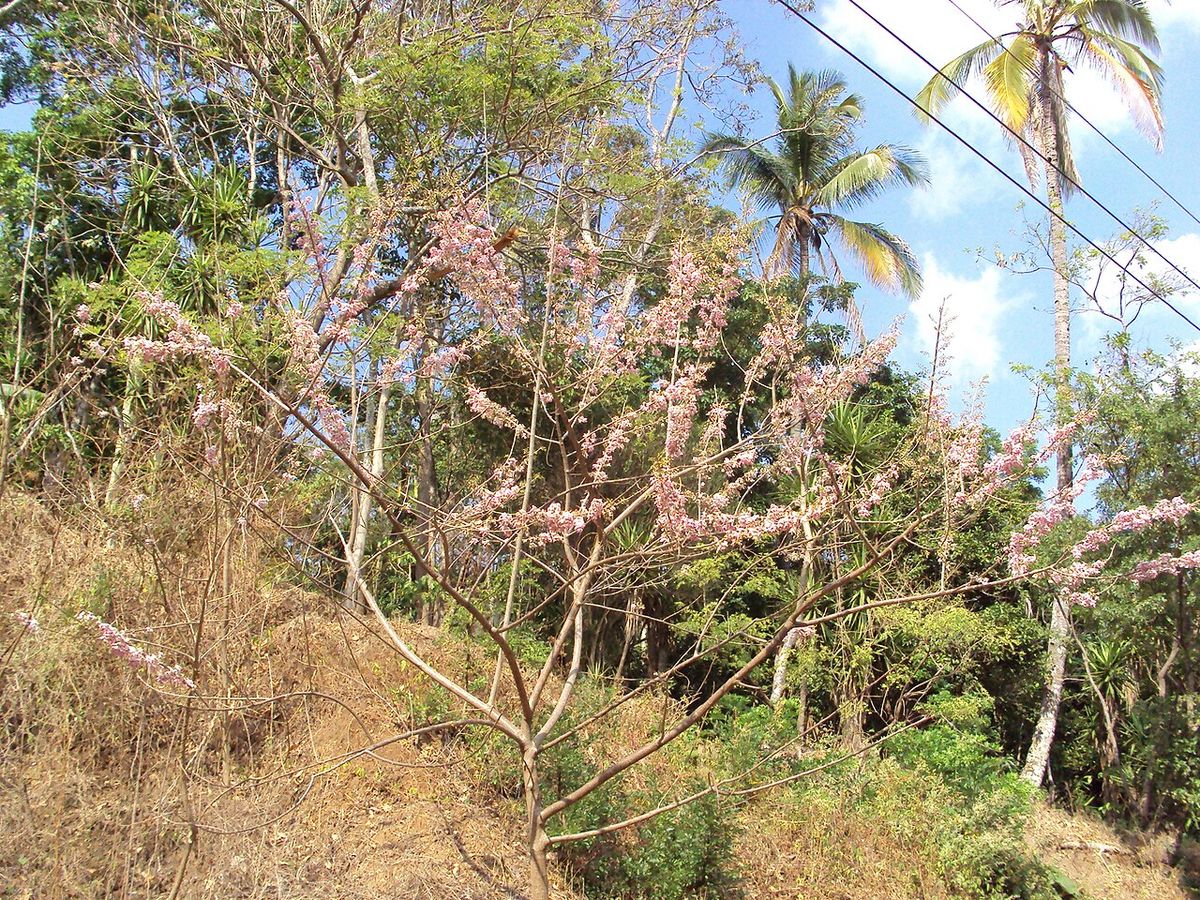Cocuite en plena floración rosa creciendo en una ladera seca junto a palmas.