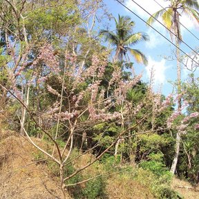 Cocuite en plena floración rosa creciendo en una ladera seca junto a palmas.