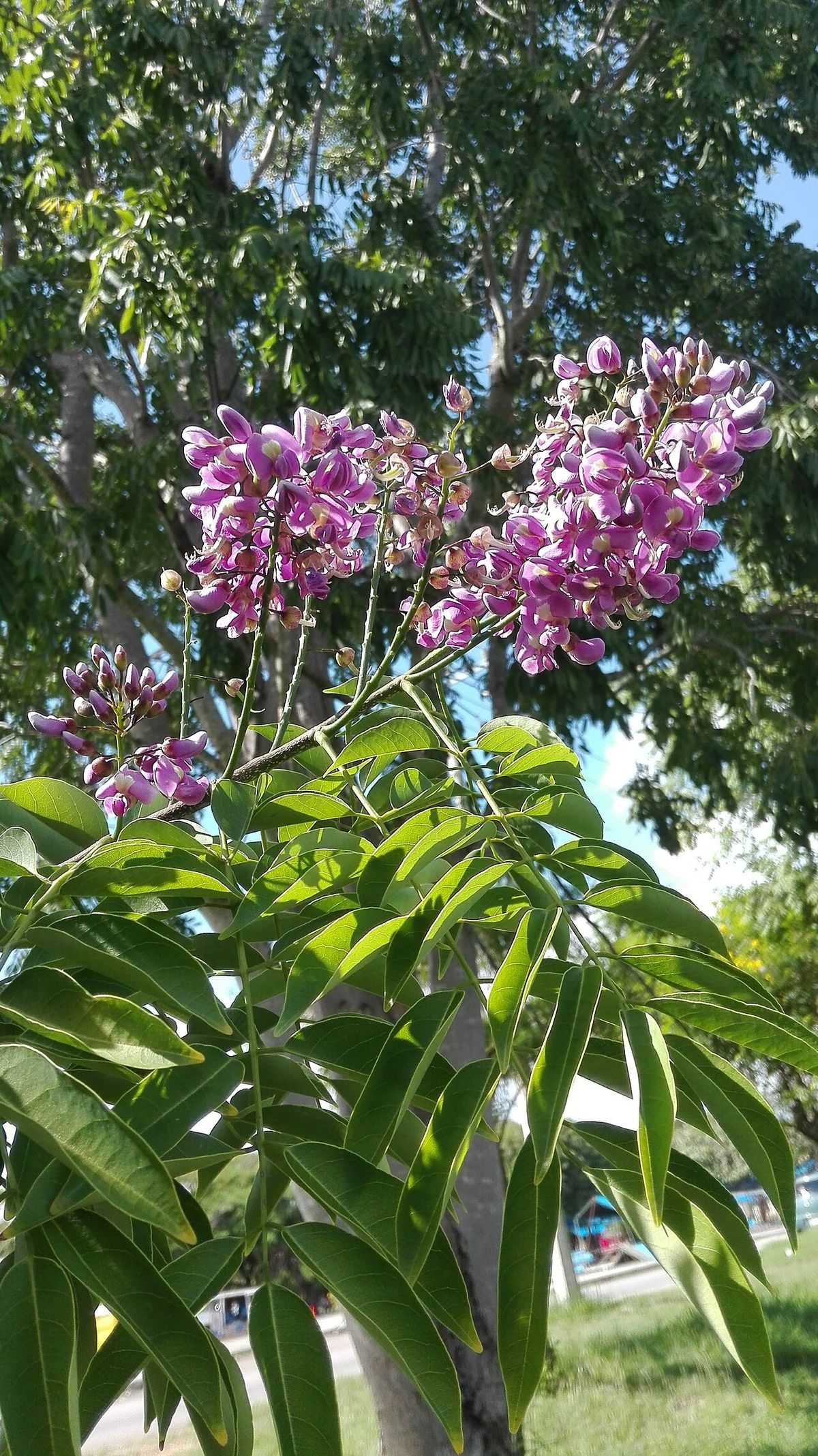 Racimos de flor morada de cocuite sobre las hojas nuevas de la rama.