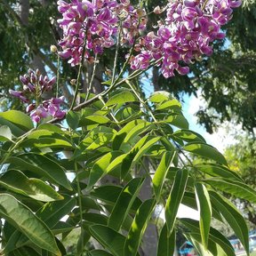 Racimos de flor morada de cocuite sobre las hojas nuevas de la rama.