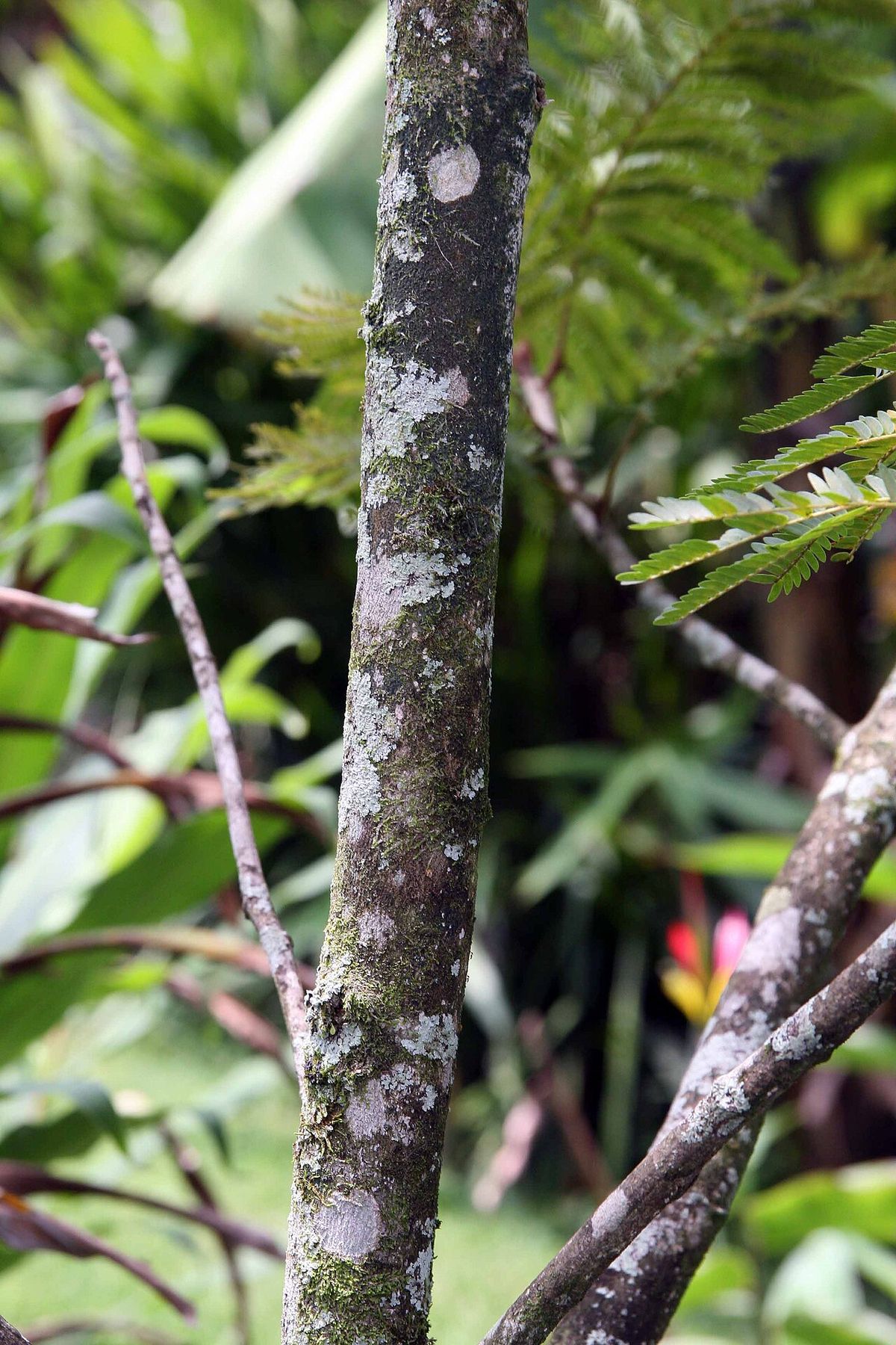 Tronco de frijolillo cubierto de líquenes, con bromelias creciendo en las ramas.