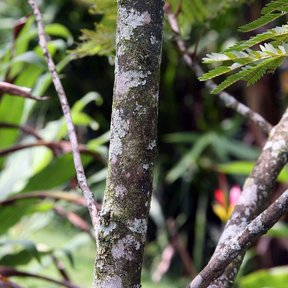 Tronco de frijolillo cubierto de líquenes, con bromelias creciendo en las ramas.