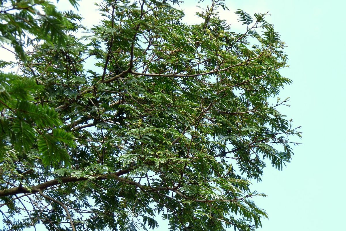 Copa amplia y de follaje fino de un frijolillo recortada contra el cielo claro.