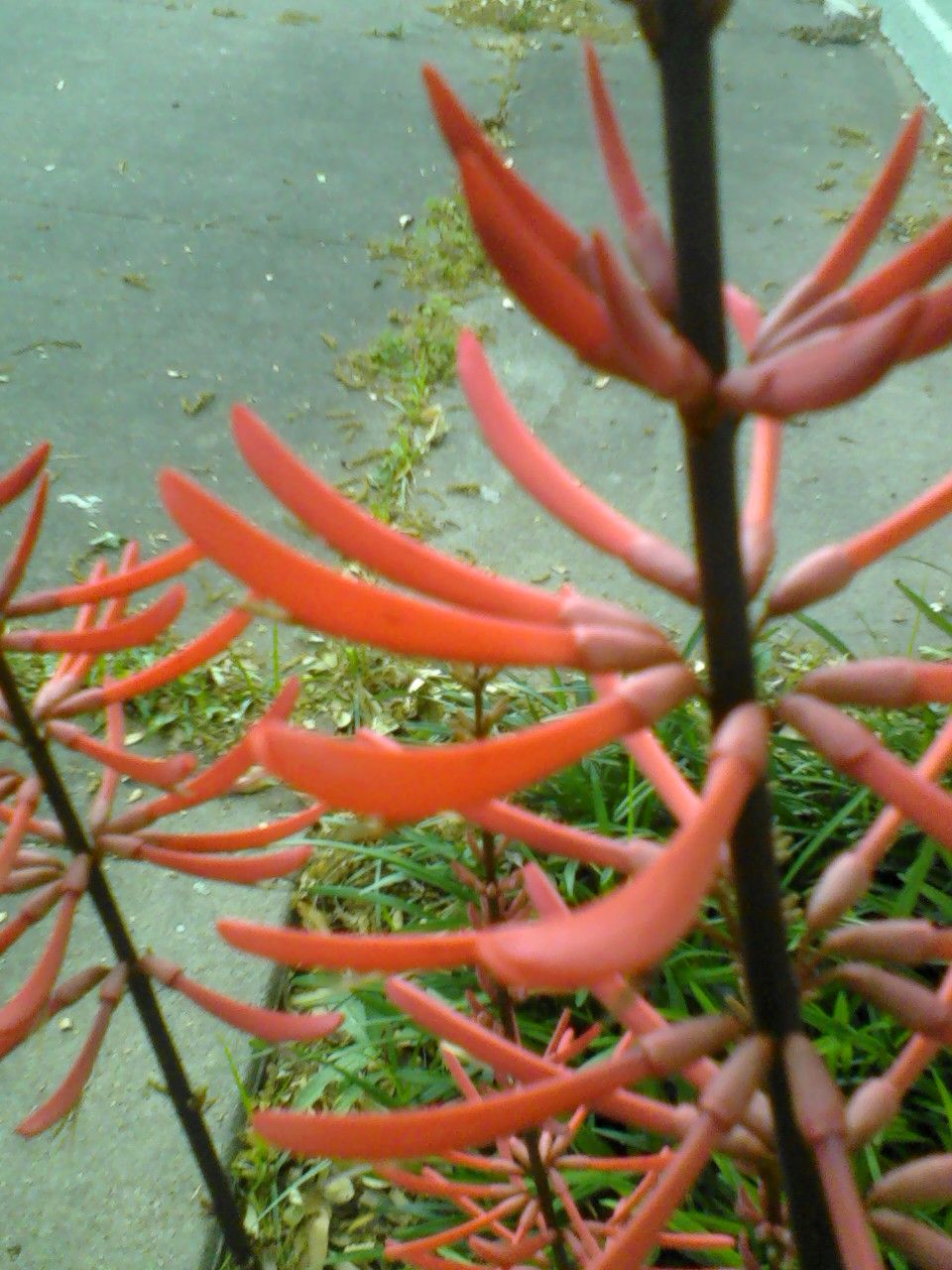 Flores rojas y curvas de colorín alineadas a lo largo de un tallo.