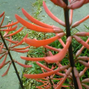Flores rojas y curvas de colorín alineadas a lo largo de un tallo.