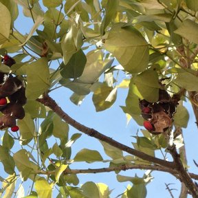 Vainas oscuras y abiertas de colorín colgando entre las hojas contra el cielo.