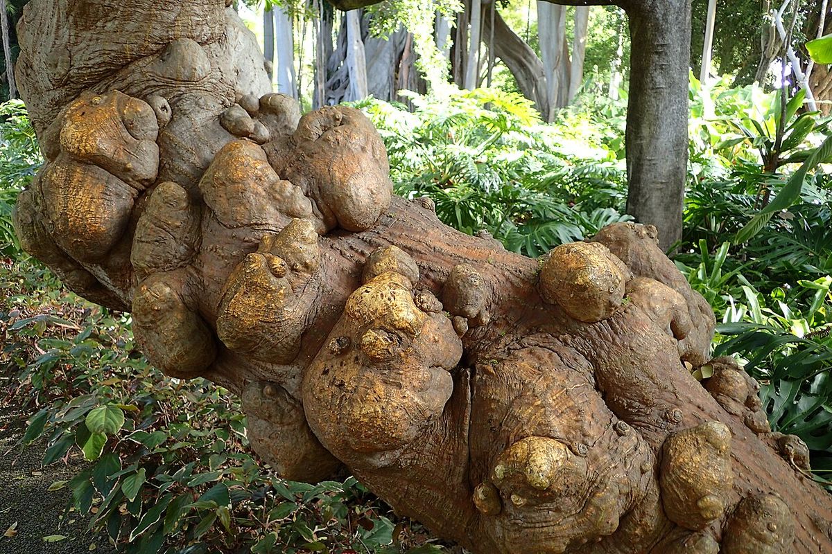 Tronco tendido y lleno de protuberancias de un colorín viejo en un jardín.