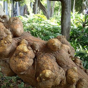 Tronco tendido y lleno de protuberancias de un colorín viejo en un jardín.