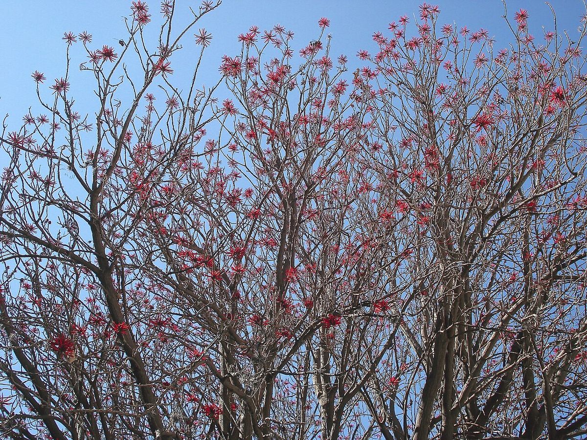 Copa desnuda de un colorín cubierta de flores rojas contra el cielo azul.