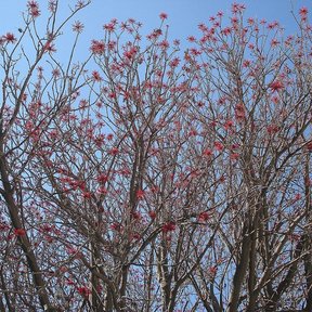 Copa desnuda de un colorín cubierta de flores rojas contra el cielo azul.