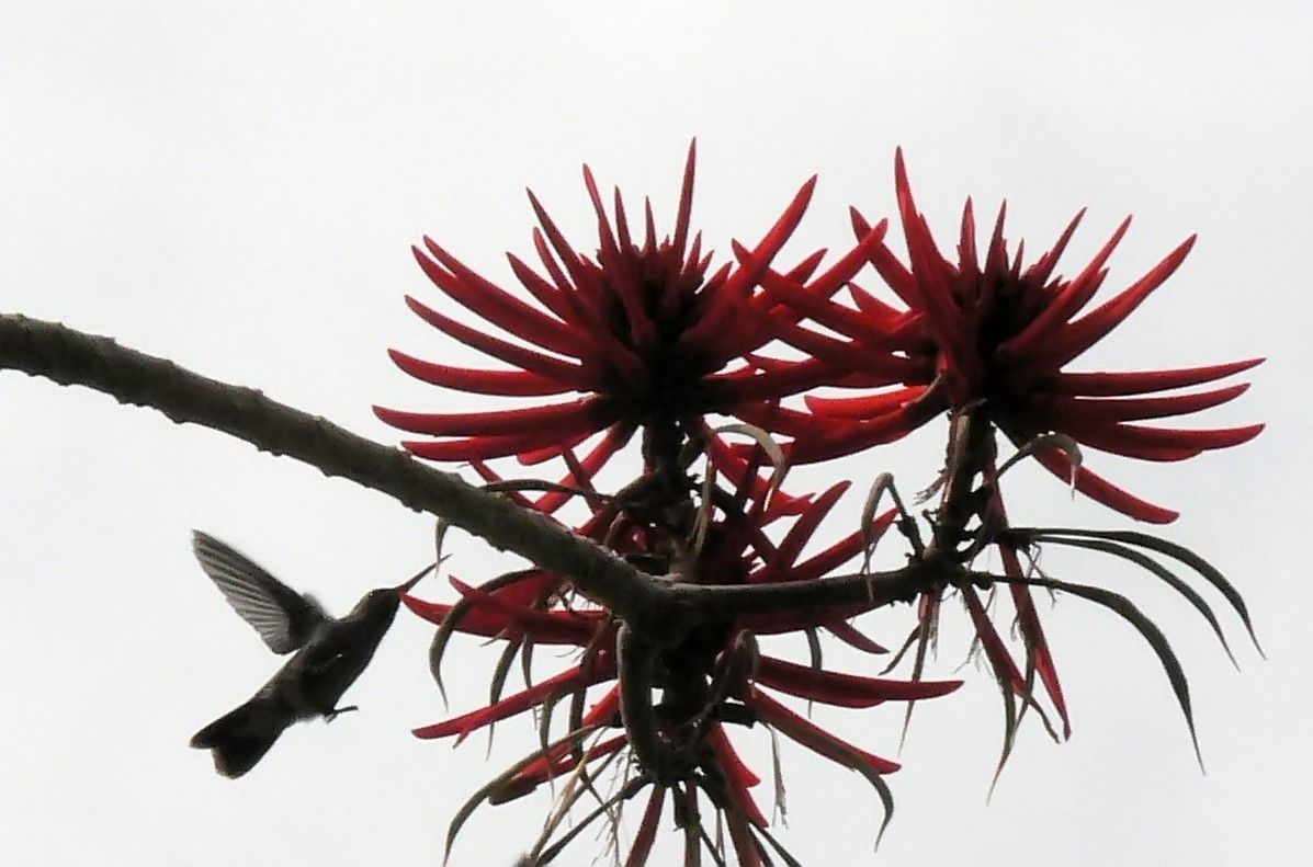 Flores rojo oscuro de colorín con un colibrí acercándose a beber el néctar.