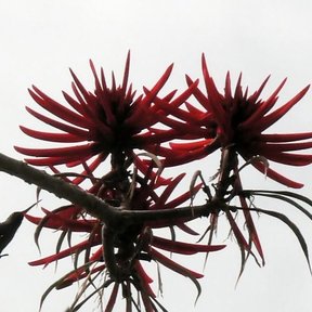 Flores rojo oscuro de colorín con un colibrí acercándose a beber el néctar.