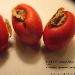 Tres semillas rojas y brillantes de colorín sobre una superficie clara.