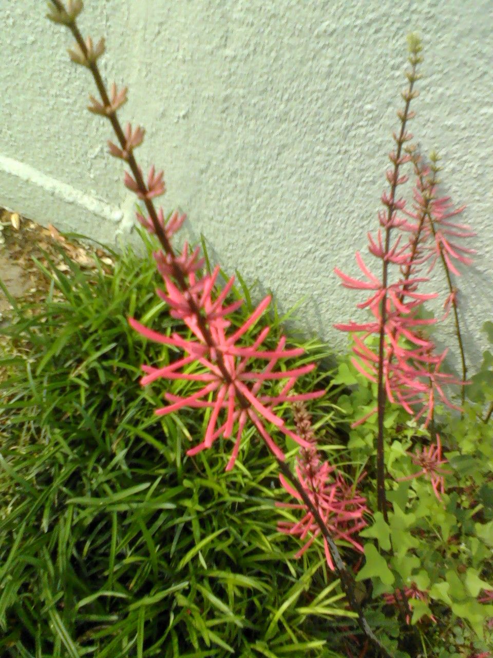 Espigas de flor rosada de una planta baja creciendo junto a un muro claro.