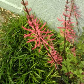 Espigas de flor rosada de una planta baja creciendo junto a un muro claro.