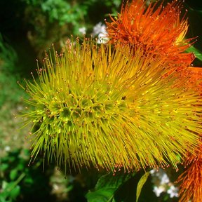 Inflorescencia de peineta en cepillo, con los estambres amarillos y naranjas.