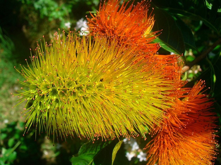 Inflorescencia de peineta en cepillo, con los estambres amarillos y naranjas.