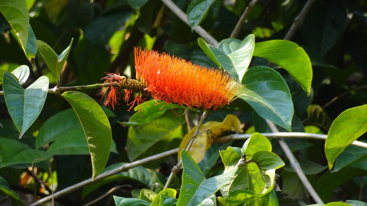 Inflorescencia anaranjada de peineta abriéndose en la punta de una rama.