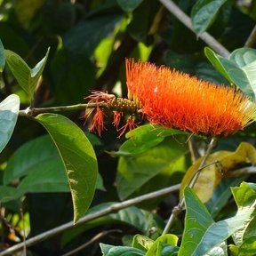 Inflorescencia anaranjada de peineta abriéndose en la punta de una rama.