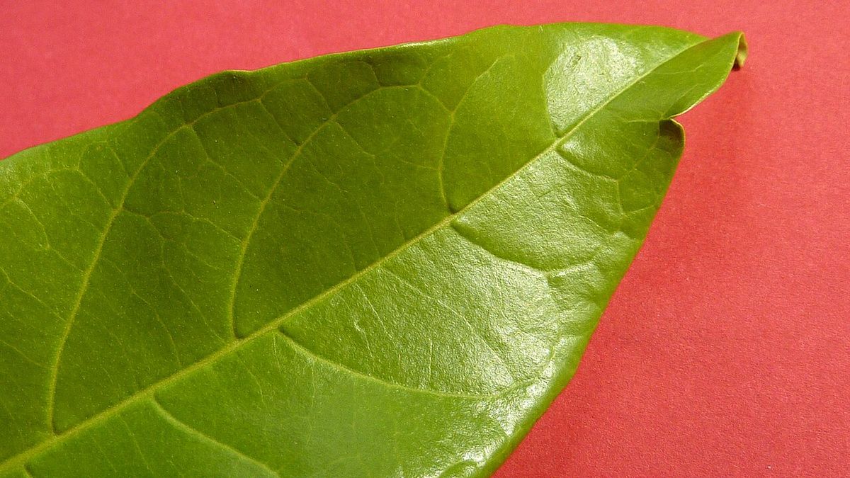 Hoja lustrosa de peineta, de nervadura marcada, sobre un fondo rojo.