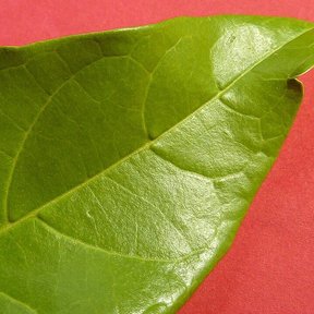 Hoja lustrosa de peineta, de nervadura marcada, sobre un fondo rojo.