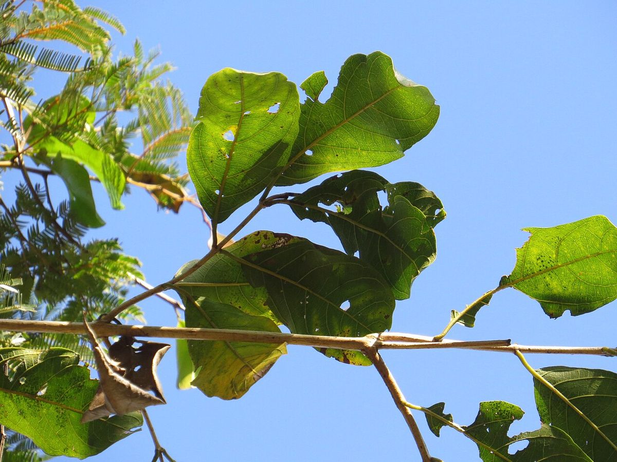 Ramas de peineta con las hojas mordidas por insectos, contra un cielo azul.