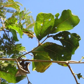 Ramas de peineta con las hojas mordidas por insectos, contra un cielo azul.