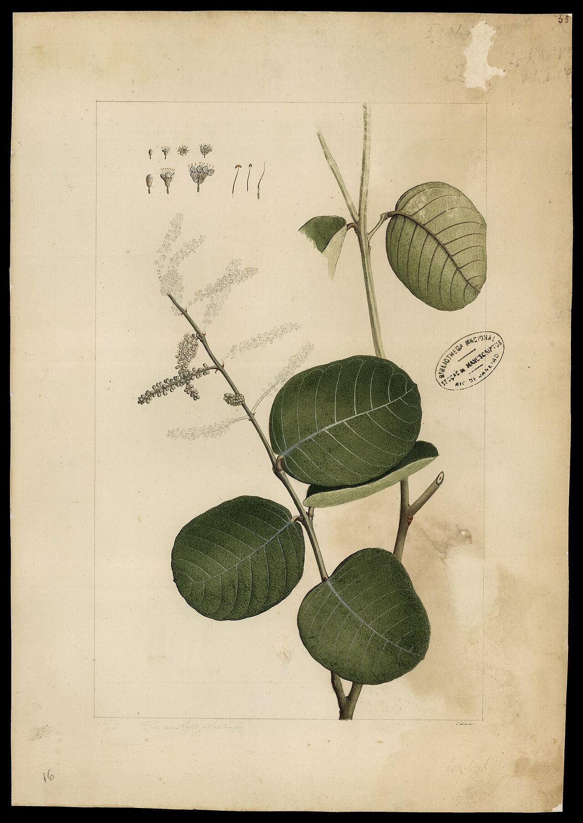 Dibujo antiguo a lápiz de una rama de peineta con hojas y una espiga floral.