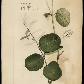 Dibujo antiguo a lápiz de una rama de peineta con hojas y una espiga floral.
