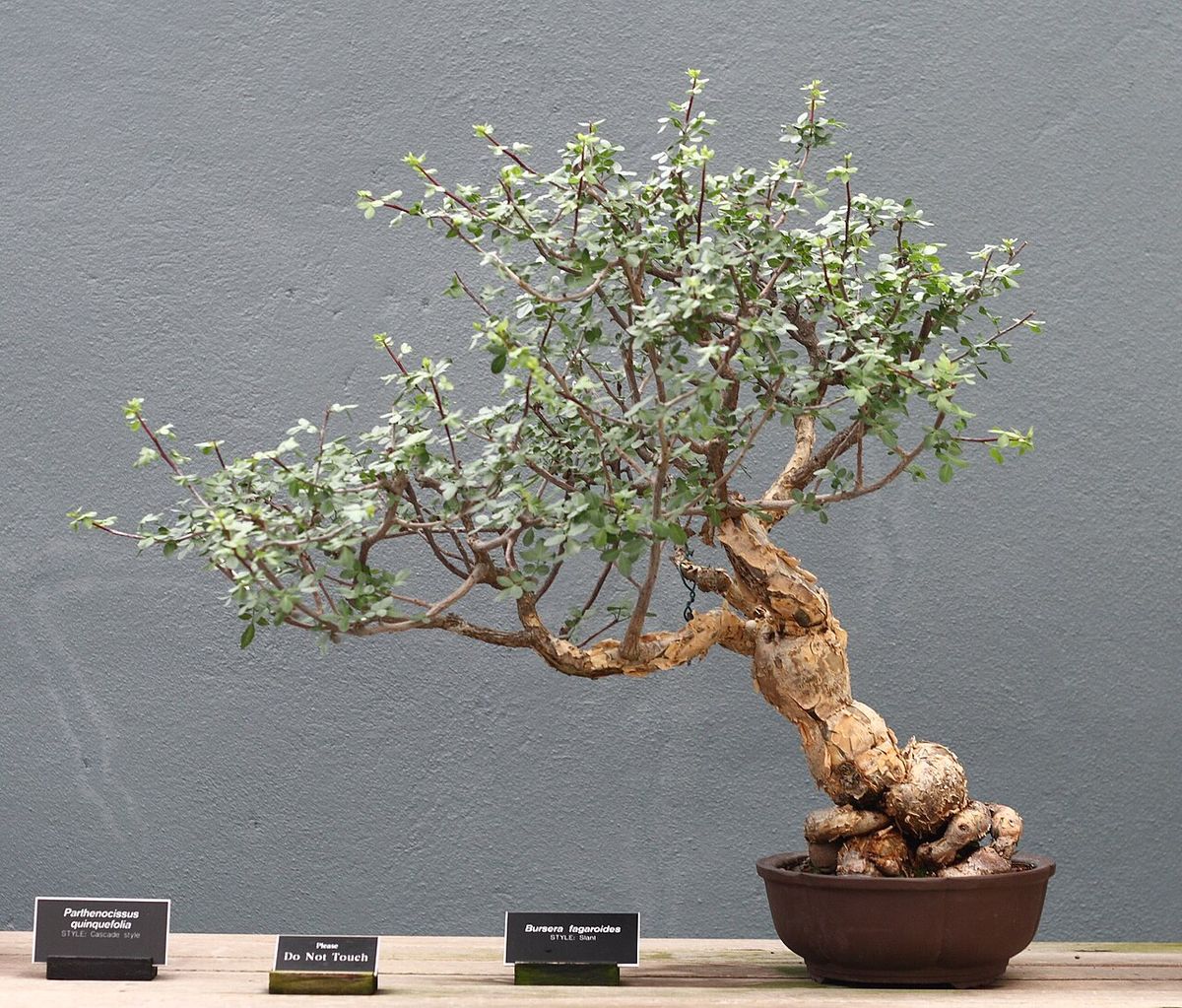 Ejemplar de copal chino cultivado como bonsái sobre una mesa de exhibición.