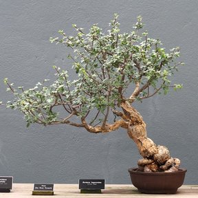 Ejemplar de copal chino cultivado como bonsái sobre una mesa de exhibición.