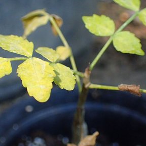 Plántula de copal chino en maceta con las primeras hojas ya amarillentas.