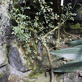 Copal chino creciendo sobre un paredón de roca, con las ramillas colgando.