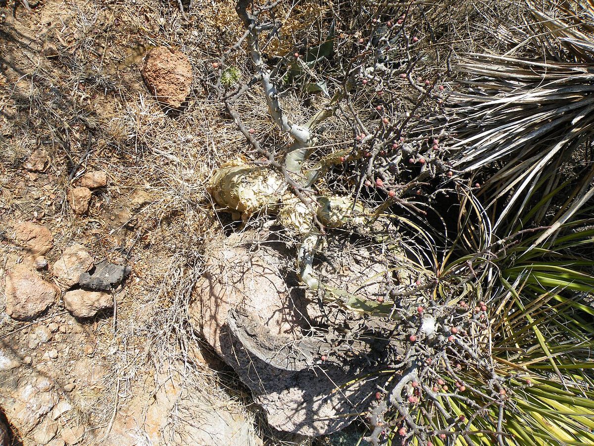 Base ensanchada de un copal chino asomando entre piedras y matorral seco.
