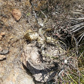 Base ensanchada de un copal chino asomando entre piedras y matorral seco.