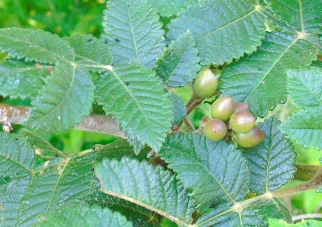 Frutos verdes de copal santo entre hojas aserradas y de nervadura marcada.