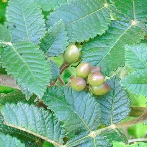 Frutos verdes de copal santo entre hojas aserradas y de nervadura marcada.