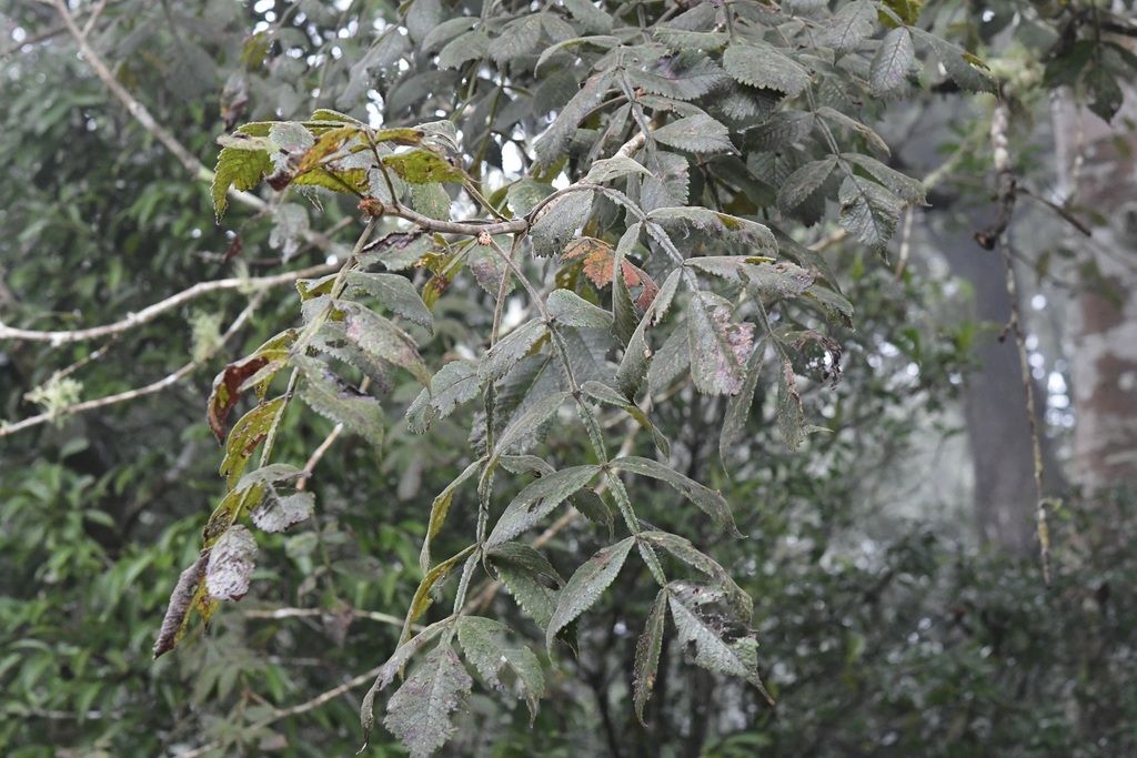 Follaje pinnado de copal santo colgando de las ramas, con el envés grisáceo.