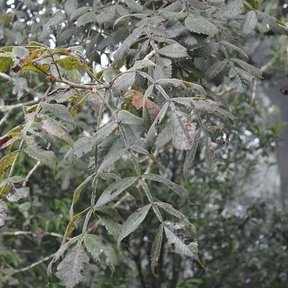 Follaje pinnado de copal santo colgando de las ramas, con el envés grisáceo.
